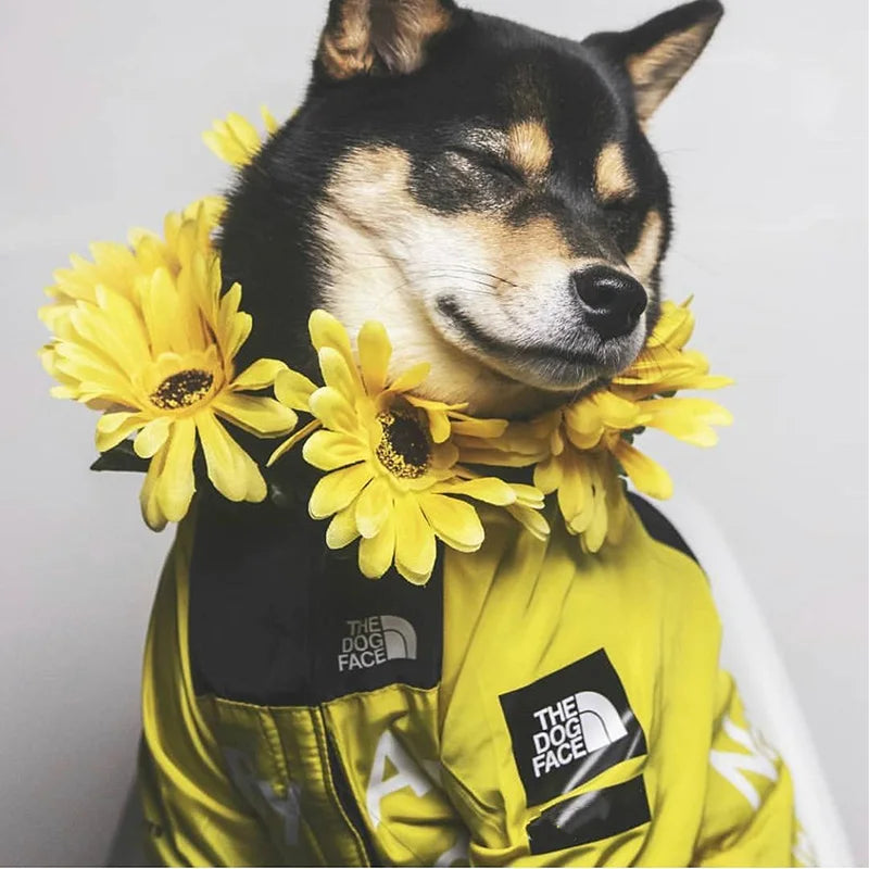 Windbreaker Jacket for Pups